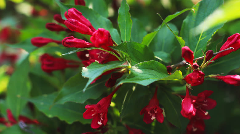 Red prince weigela shrub with its tubular flowers