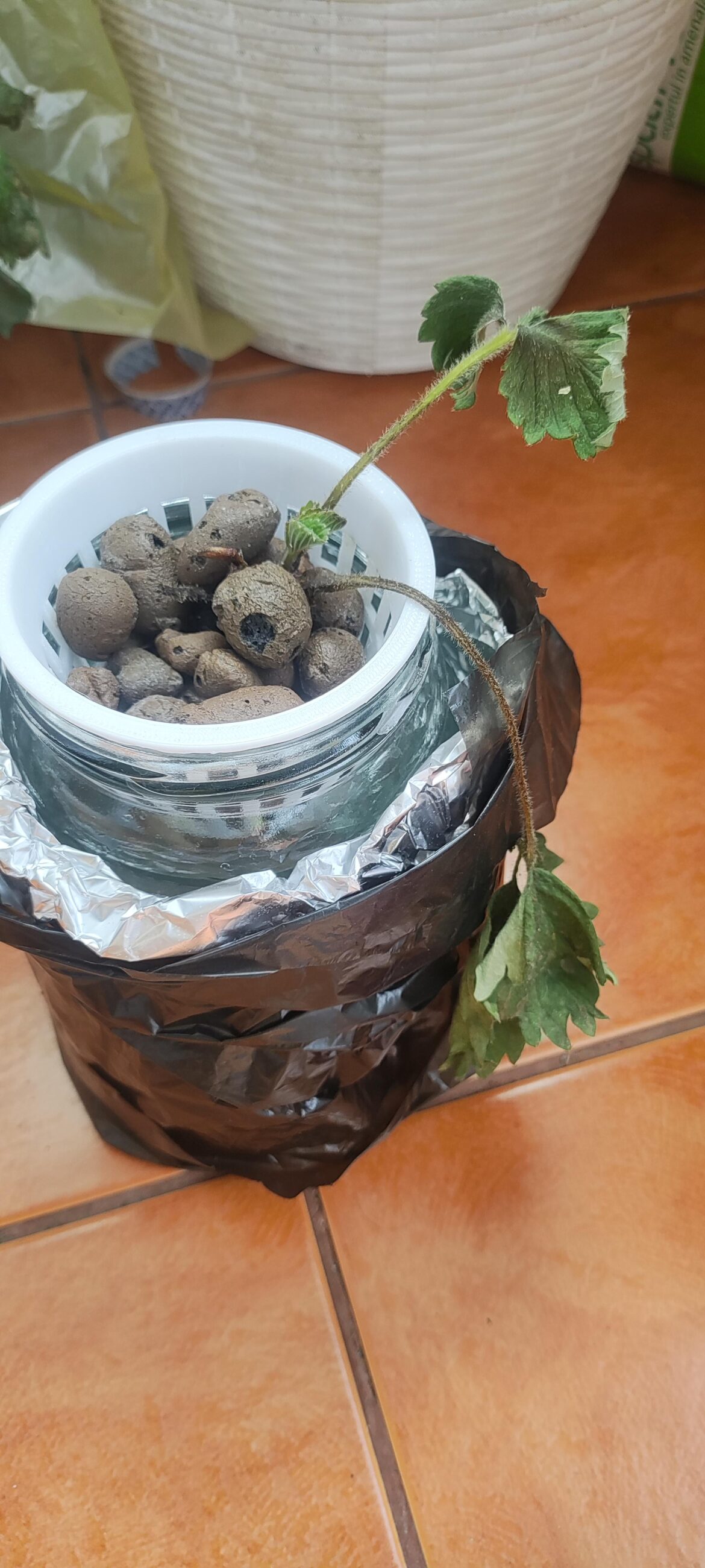 What could possibly bother my strawberry plant? What could possibly bother my strawberry plant?