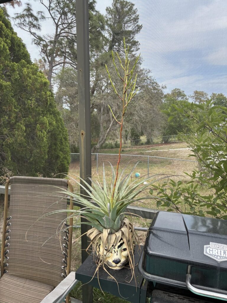 Absolute unit & my favorite pothead!! Nearly 3 feet across | T. utriculata Absolute unit & my favorite pothead!! Nearly 3 feet across | T. utriculata