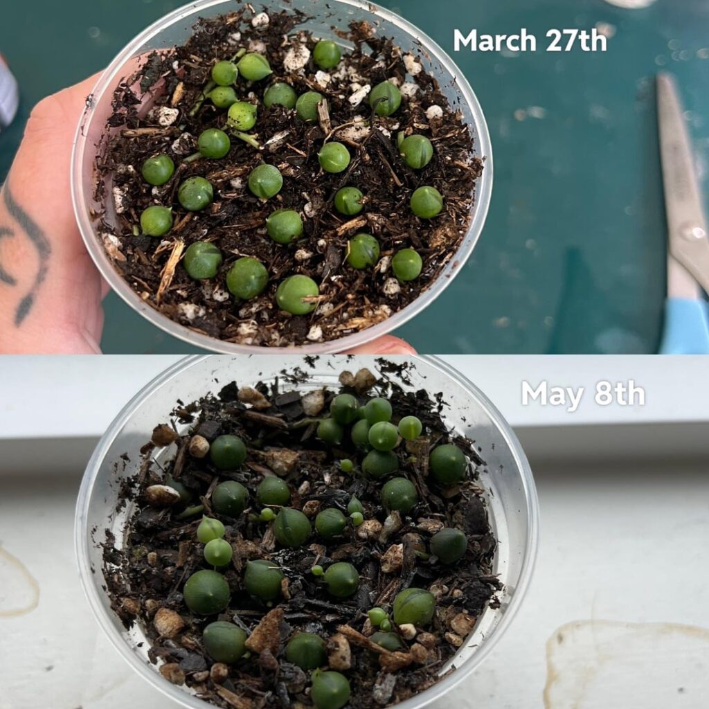 Just wanted to show off this progress to some people who get it! Just wanted to show off this progress to some people who get it!