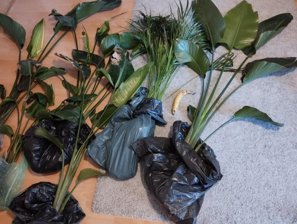 Saved a bunch of plants from a closing office, banana for scale Saved a bunch of plants from a closing office, banana for scale