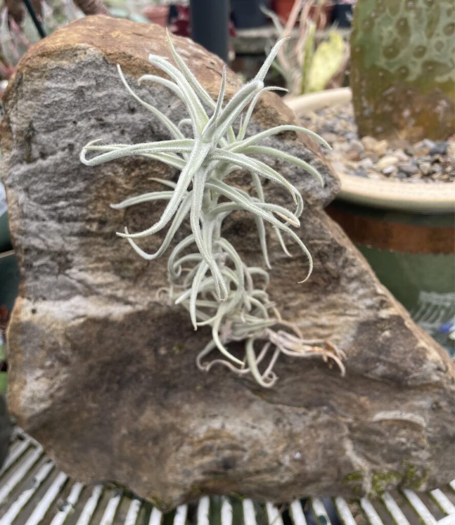 Tillandsia paleacea