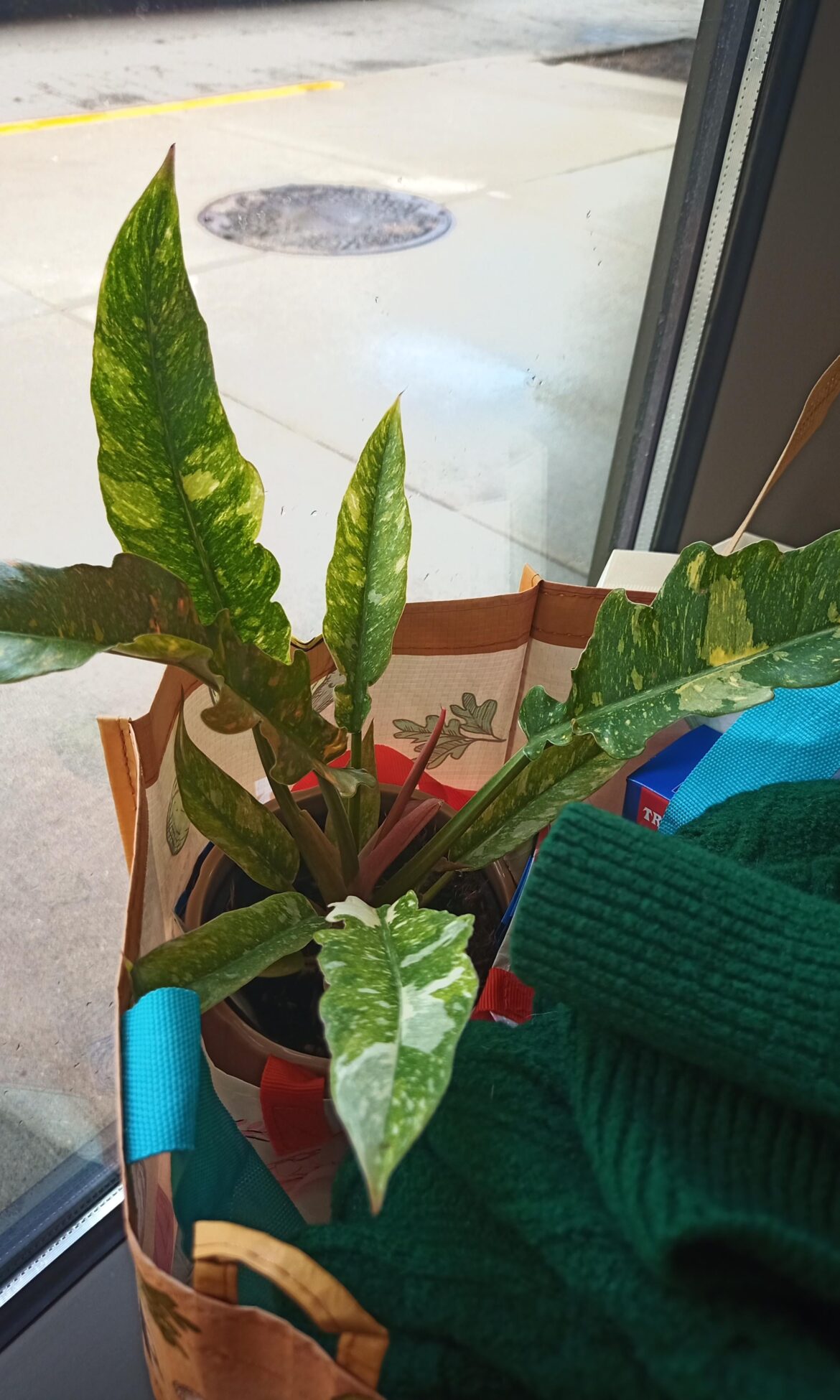 🤯 Surprised finding this Philo at Trader Joe’s! 🤯 Surprised finding this Philo at Trader Joe's!