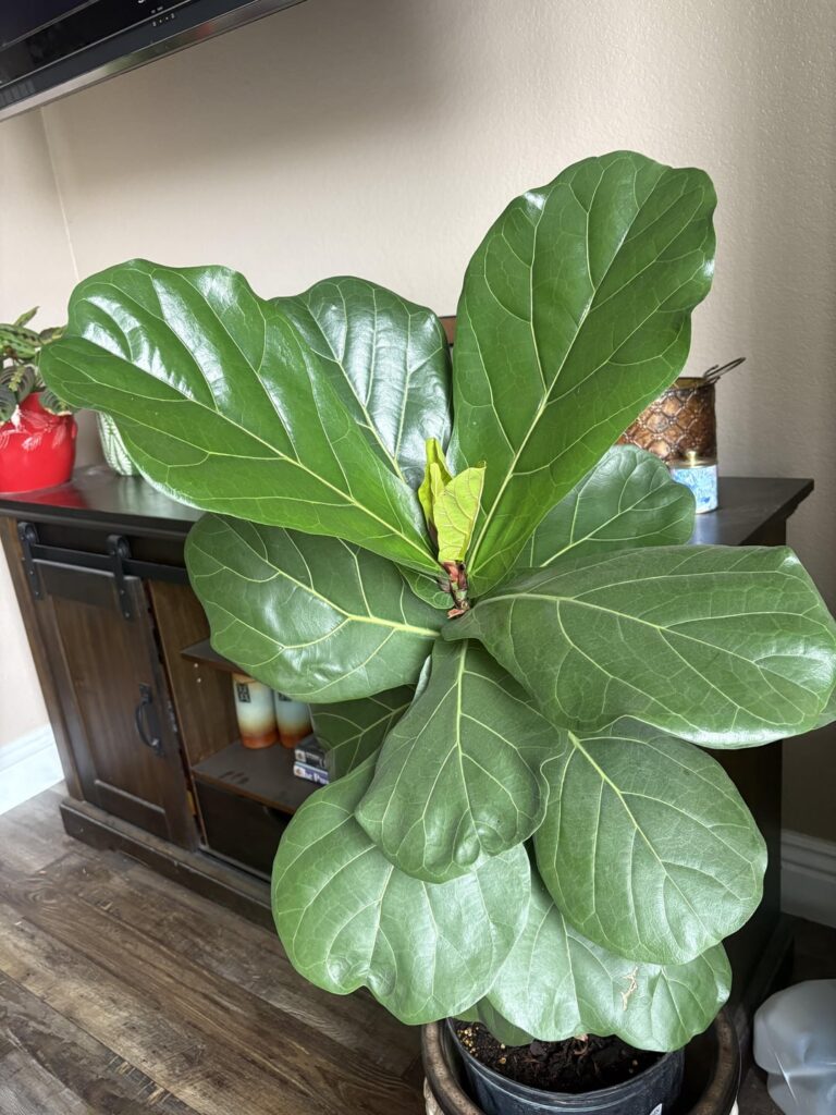 proud plant mom moment