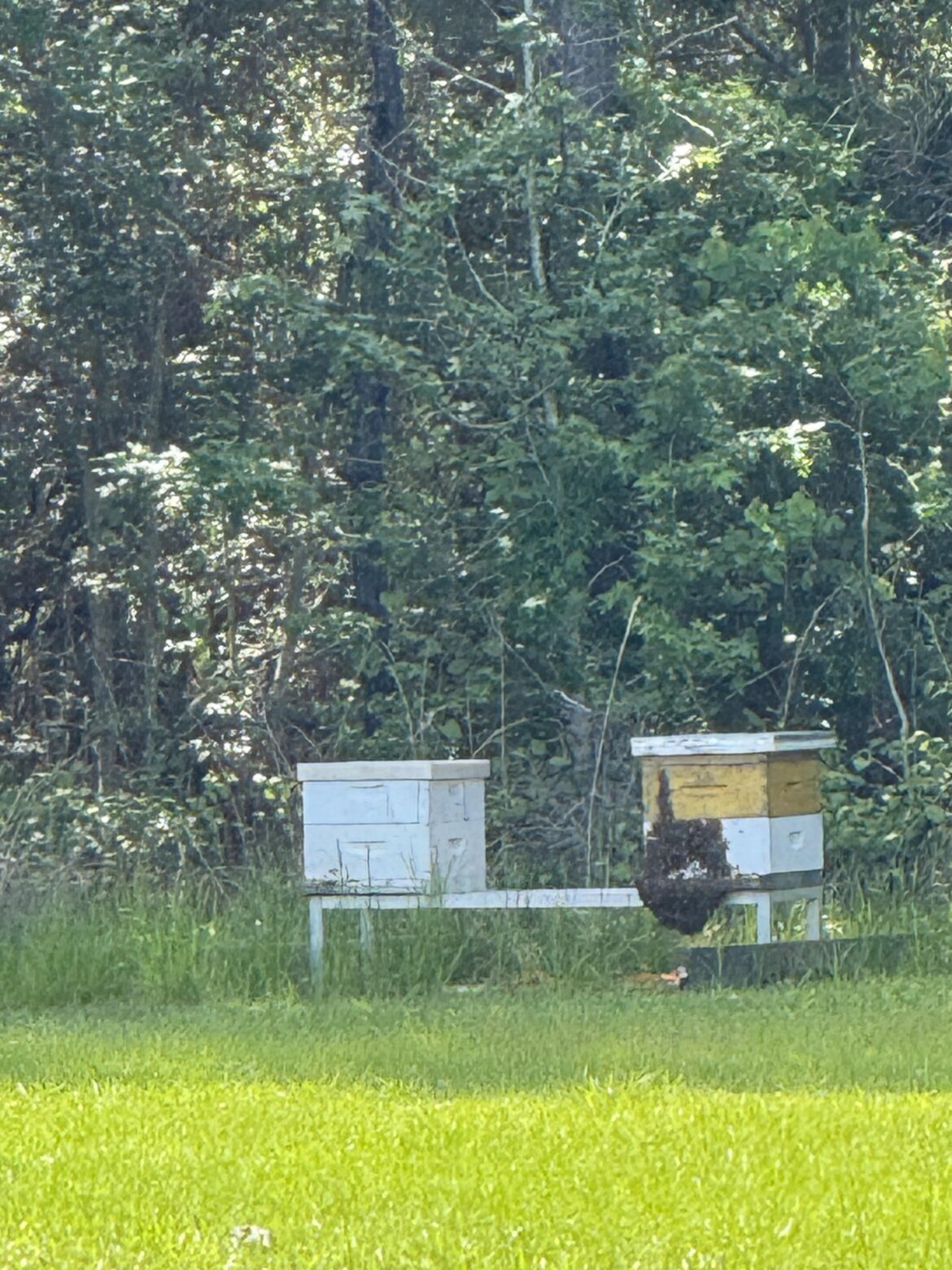 Any idea why my bees are mounding up on the outside?