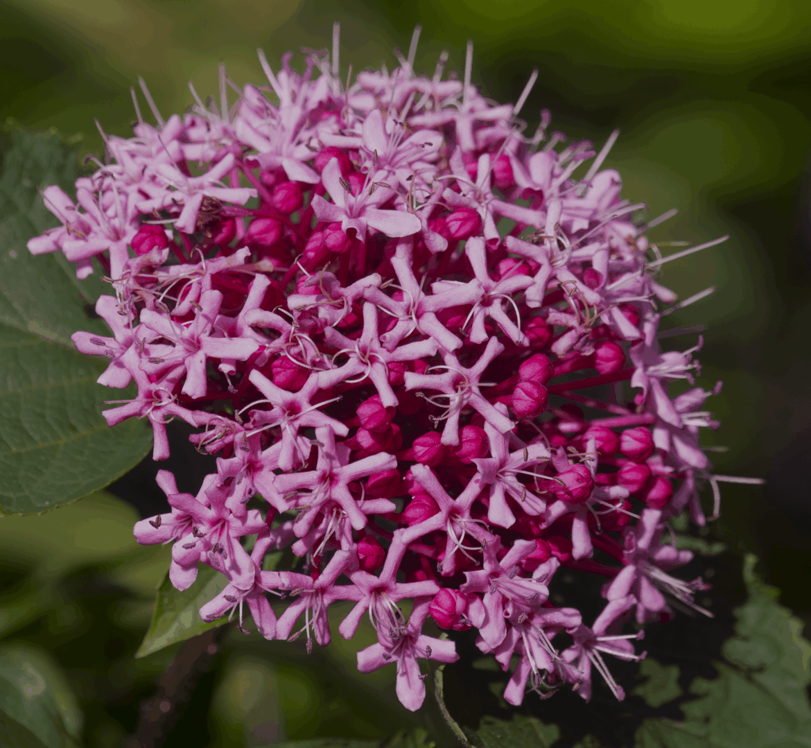 Clerodendrum bungei (Rose Glory Bower) [OC]