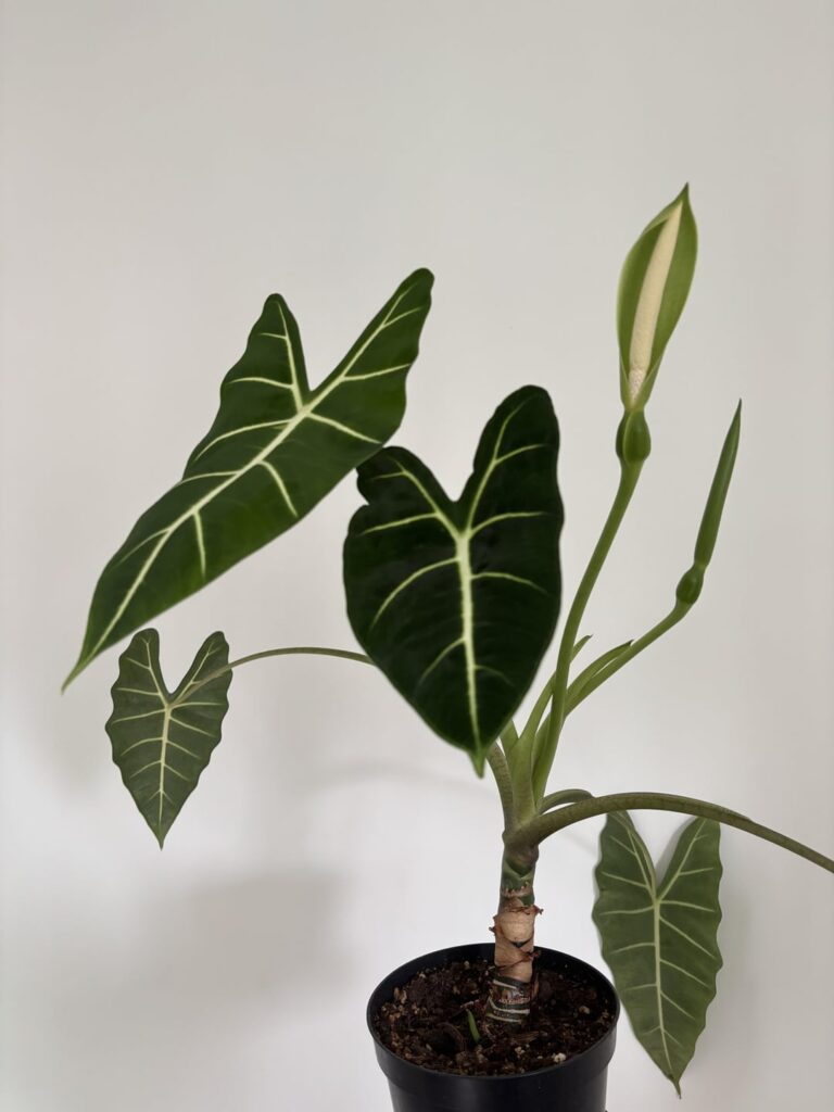 I thought my Alocasia was dying but then it bloomed