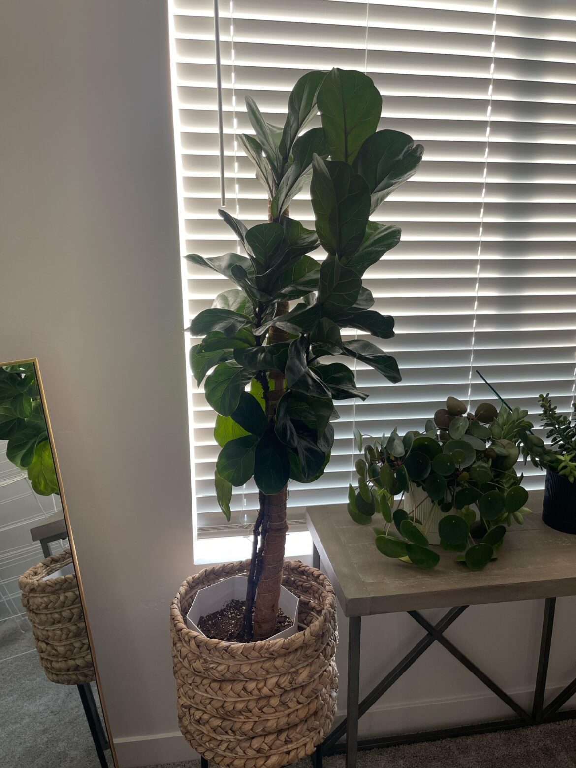 Help me know to chop or not.