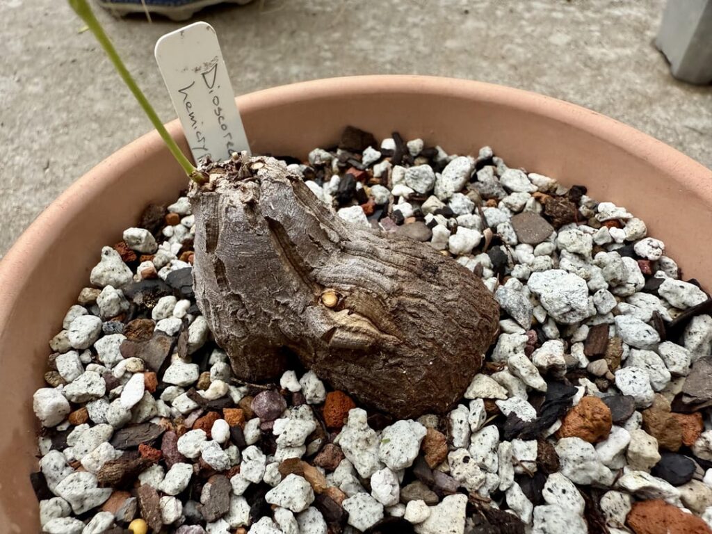 T(yesterday)IL T(yesterday)IL