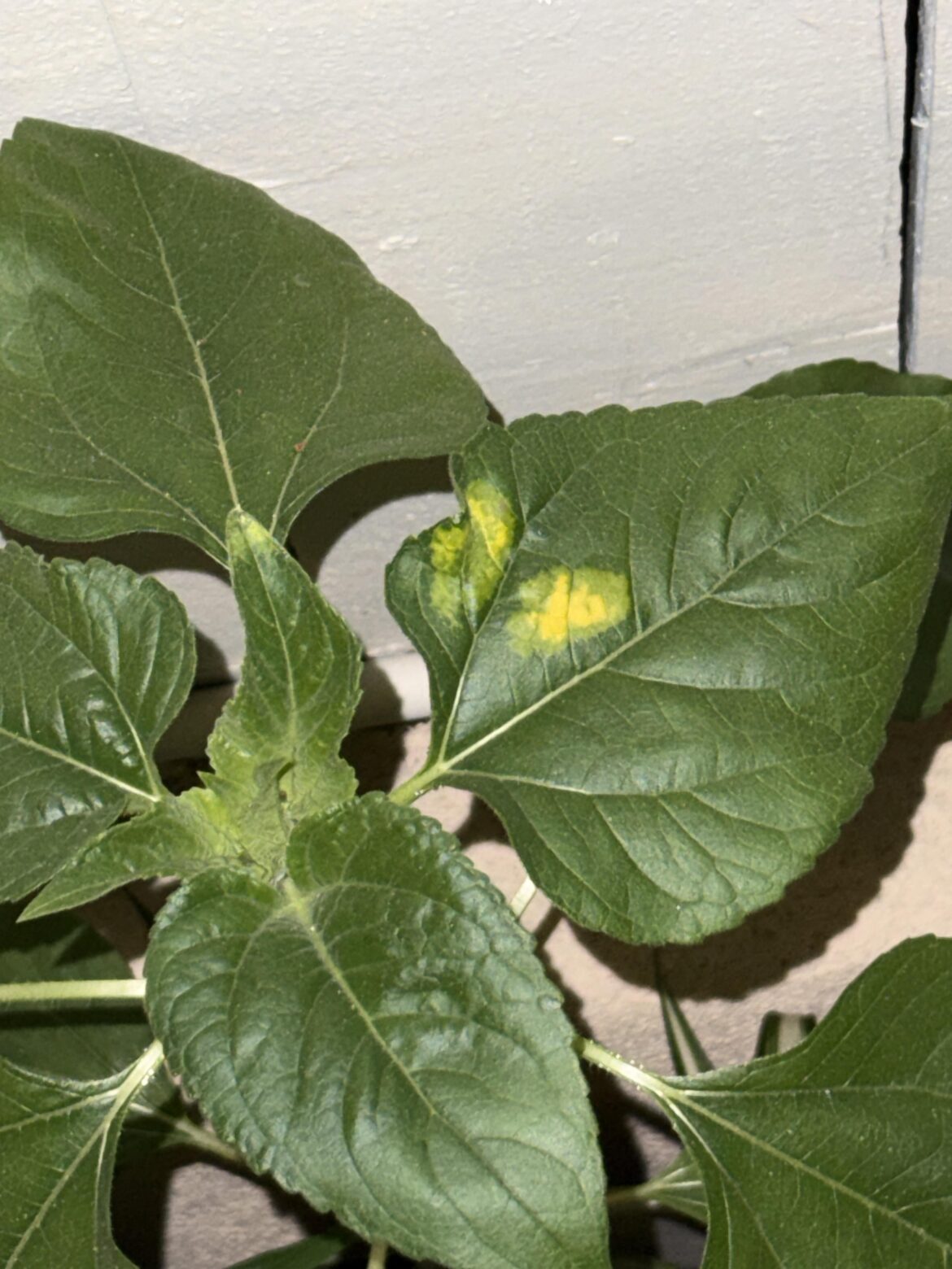 what is this yellow spotting on my sunflower?