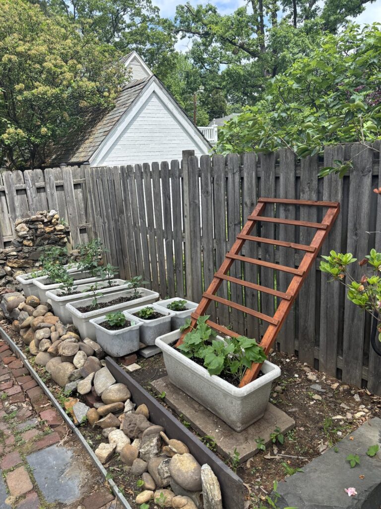 Quick Trellis Side project
