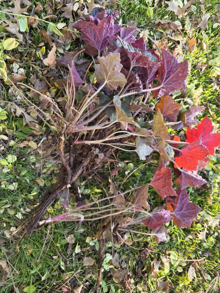 I thought i was going to split this. Did I just kill it?