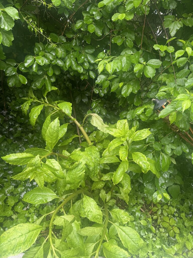 How do I get rid of pokeweed without hurting garden? How do I get rid of pokeweed without hurting garden?