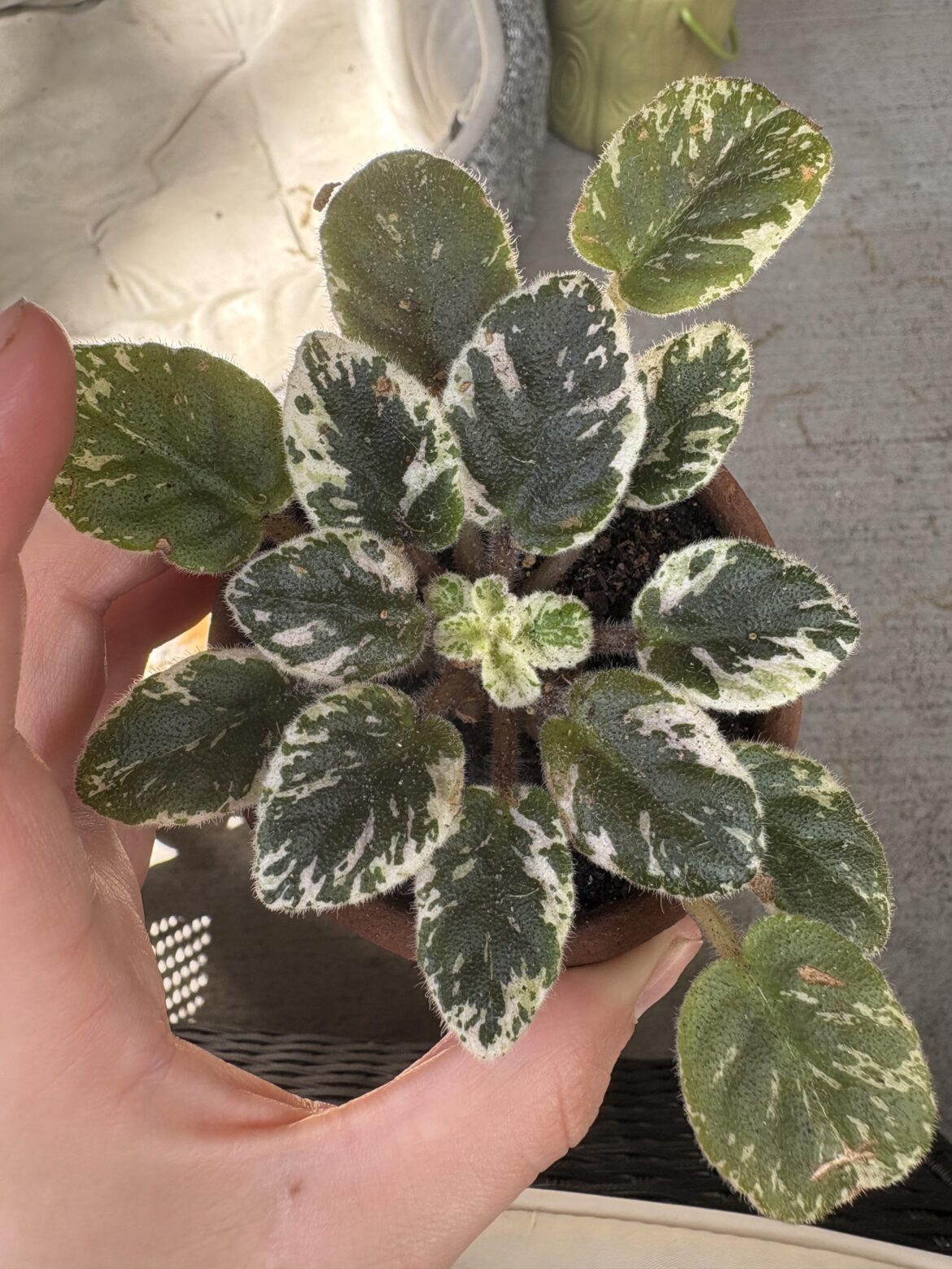 Small leaves in center