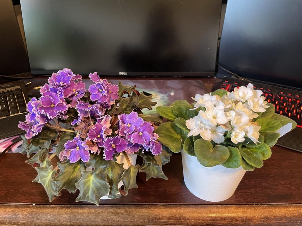 UPDATE: Saved 2 of my 3 plants thanks to this sub! UPDATE: Saved 2 of my 3 plants thanks to this sub!