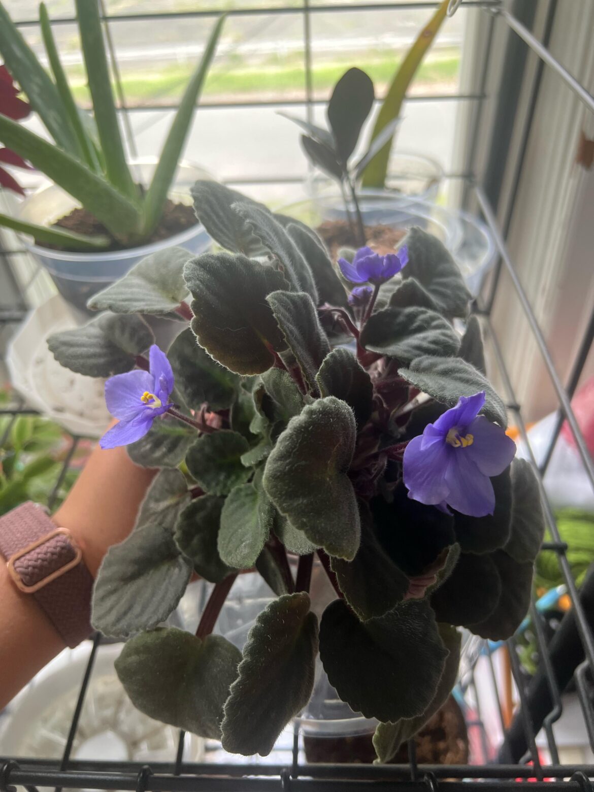 Why is my plant splitting ?