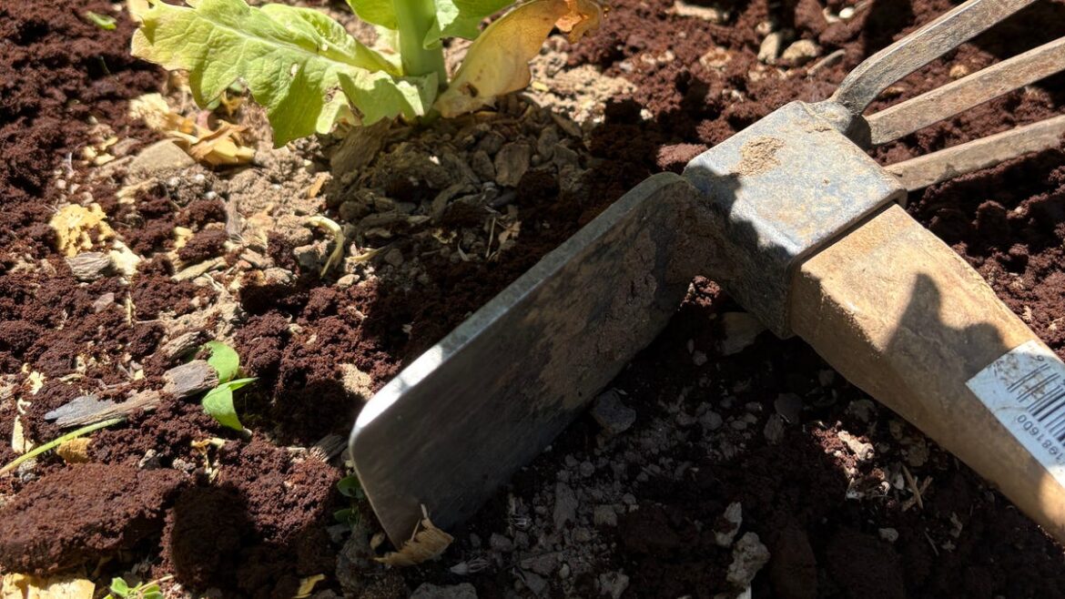 How to use coffee grounds to boost your garden How to use coffee grounds to boost your garden