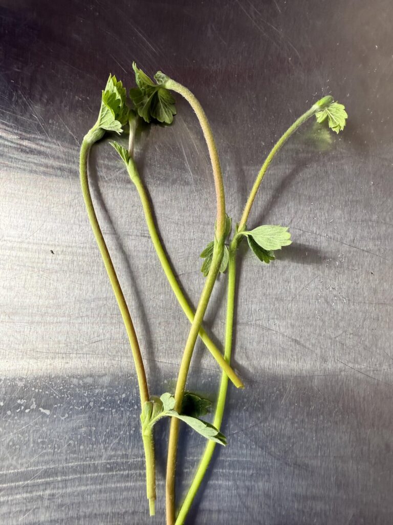 Can the average gardener make use of strawberry runners at this stage?