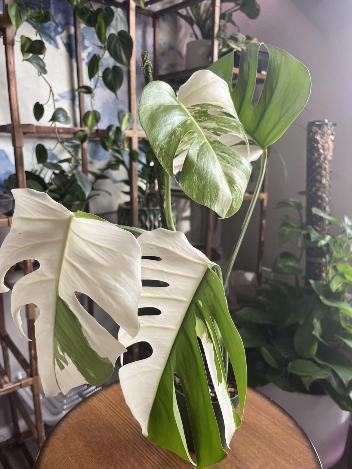 Appreciation post for my new baby leaf