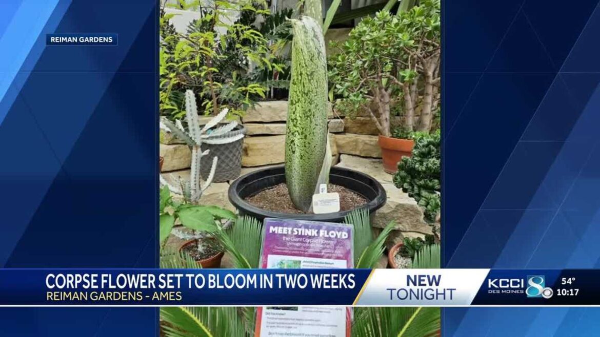 Corpse flower expected to produce foul-smelling bloom soon at Reiman Gardens in Ames