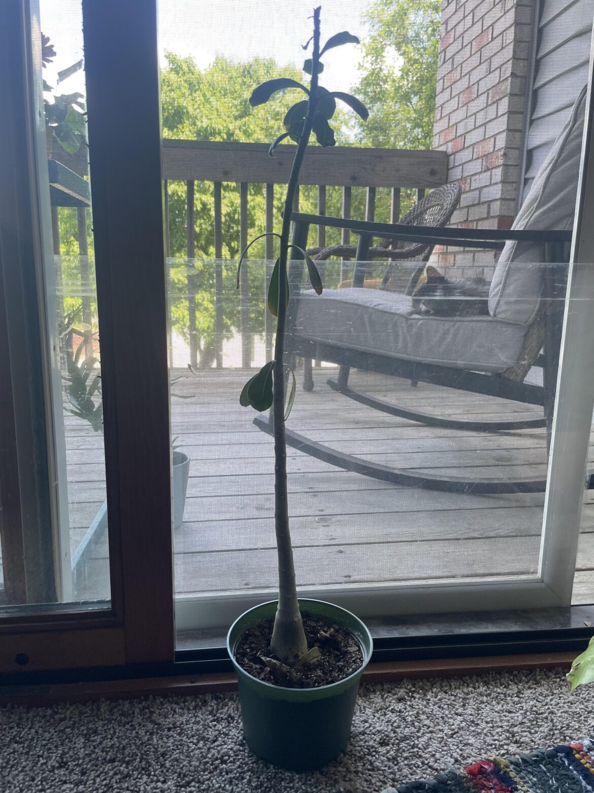 Hard Prune Hard Prune