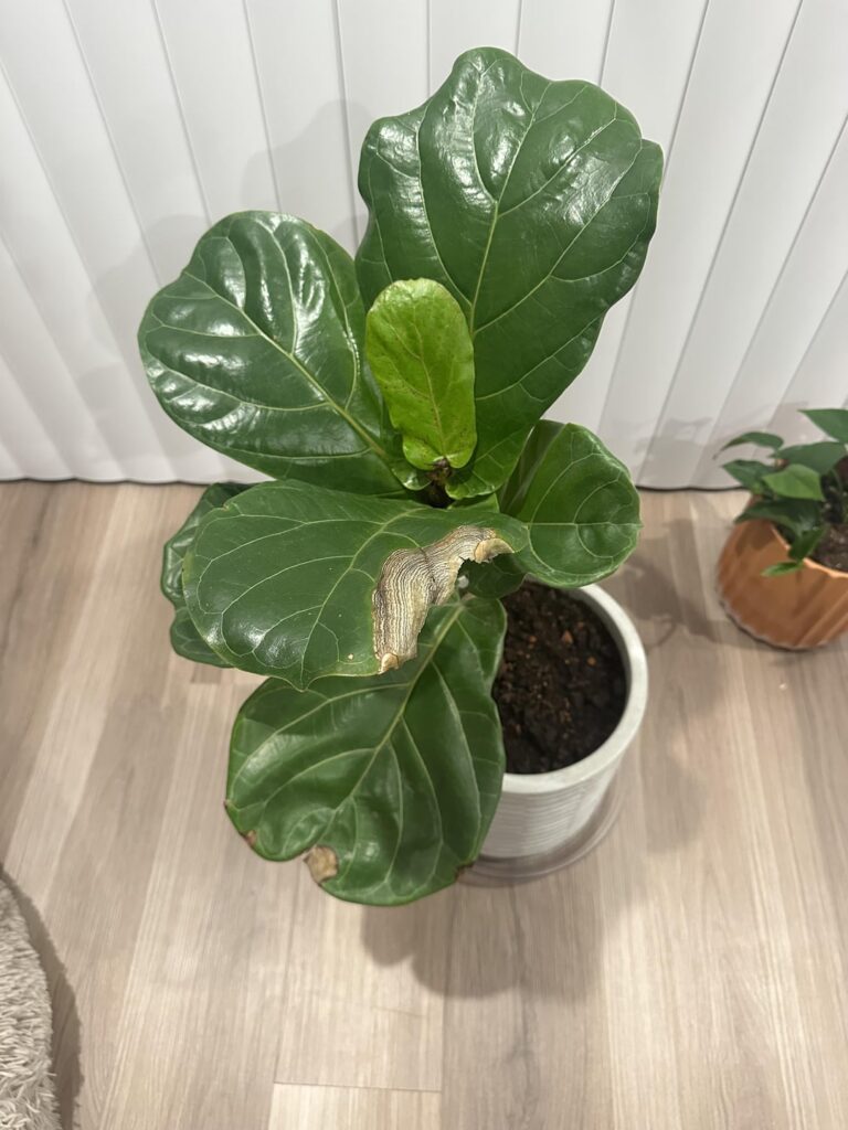 Root problem?