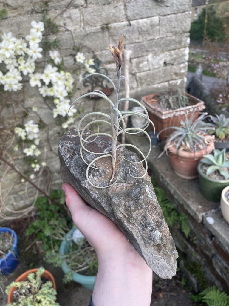 Tillandsia crocata caulescent form