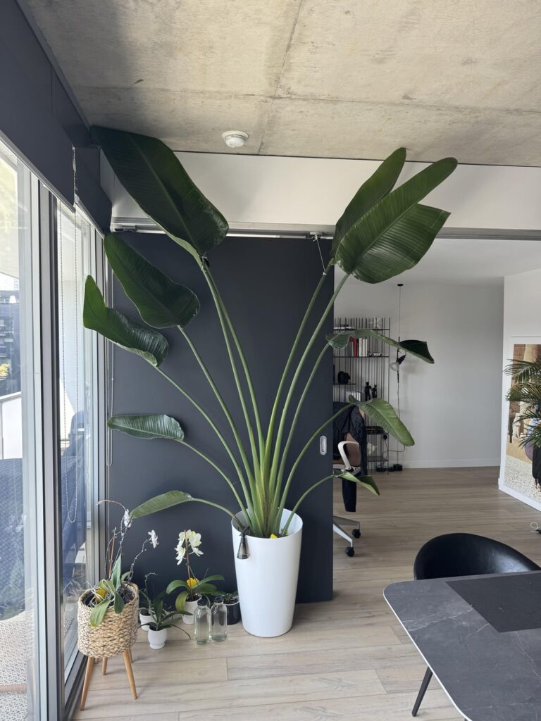 I love this plant and I had it for like 4 years - but no longer fits our unit ... what to do ?