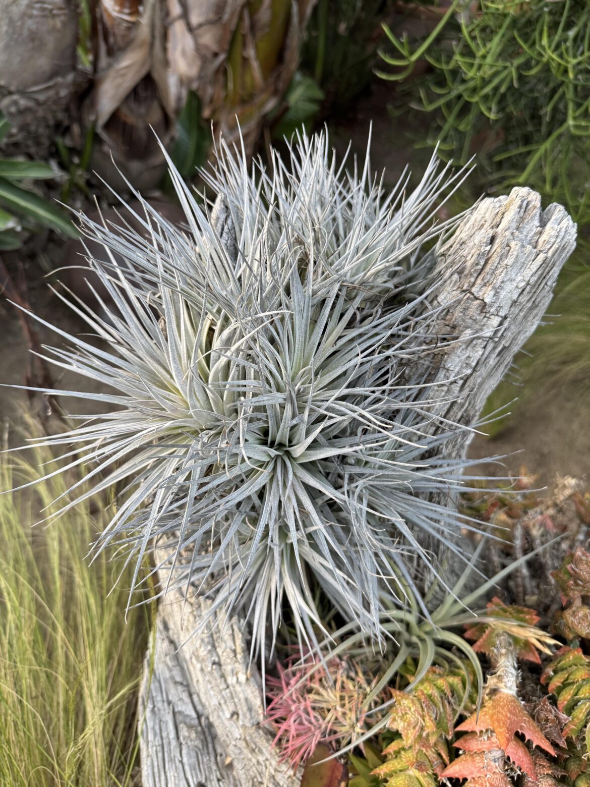 Tillandsia Houston