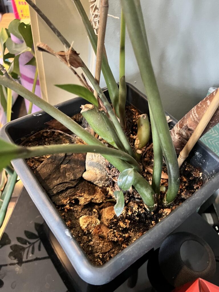 Received this plant from a friend