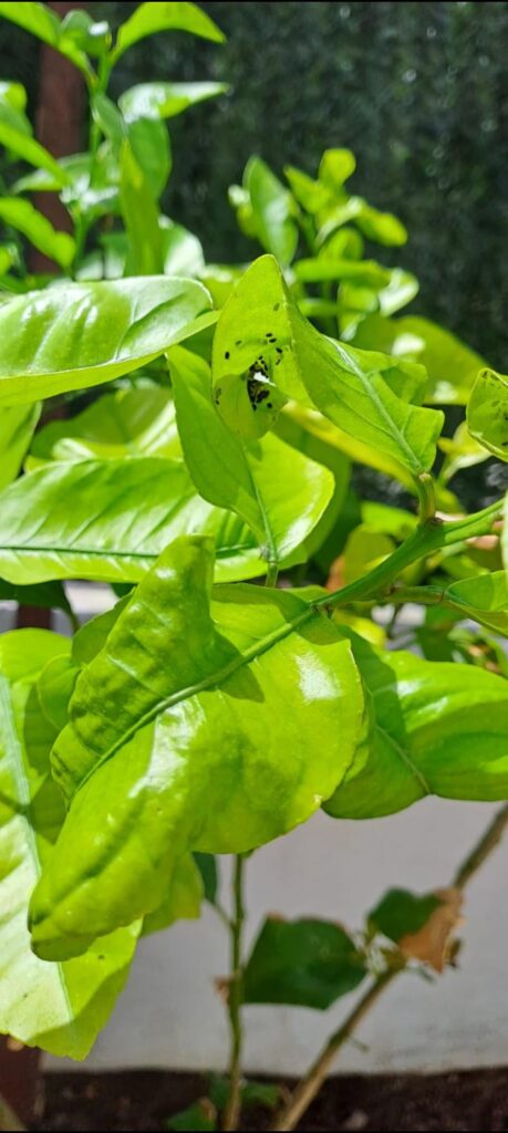 Could anyone tell me what this plant is called & how best to remove / keep it from growing back
