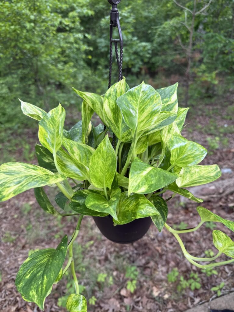 What is this beauty that I just found at Walmart?