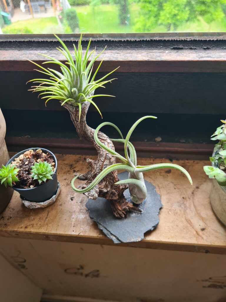 Help needed to identify my air plants