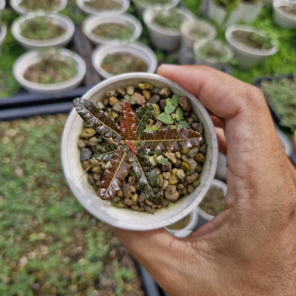 Are these Boswellia nana seedling?