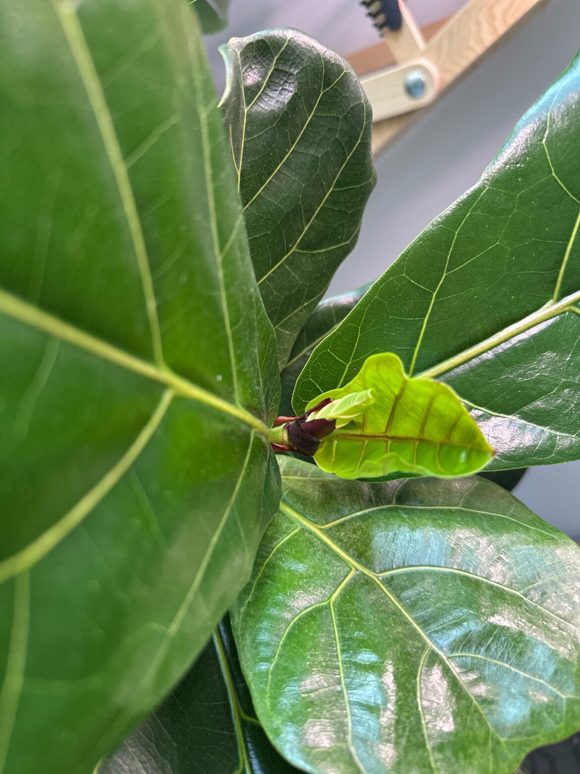 A single node had twins!