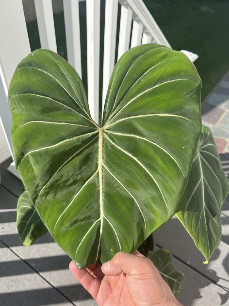 What exactly is this and how do you know?