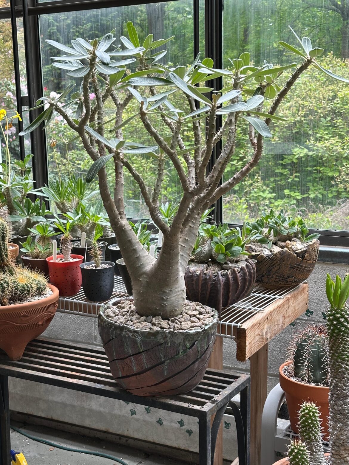 Got this big guy repotted today