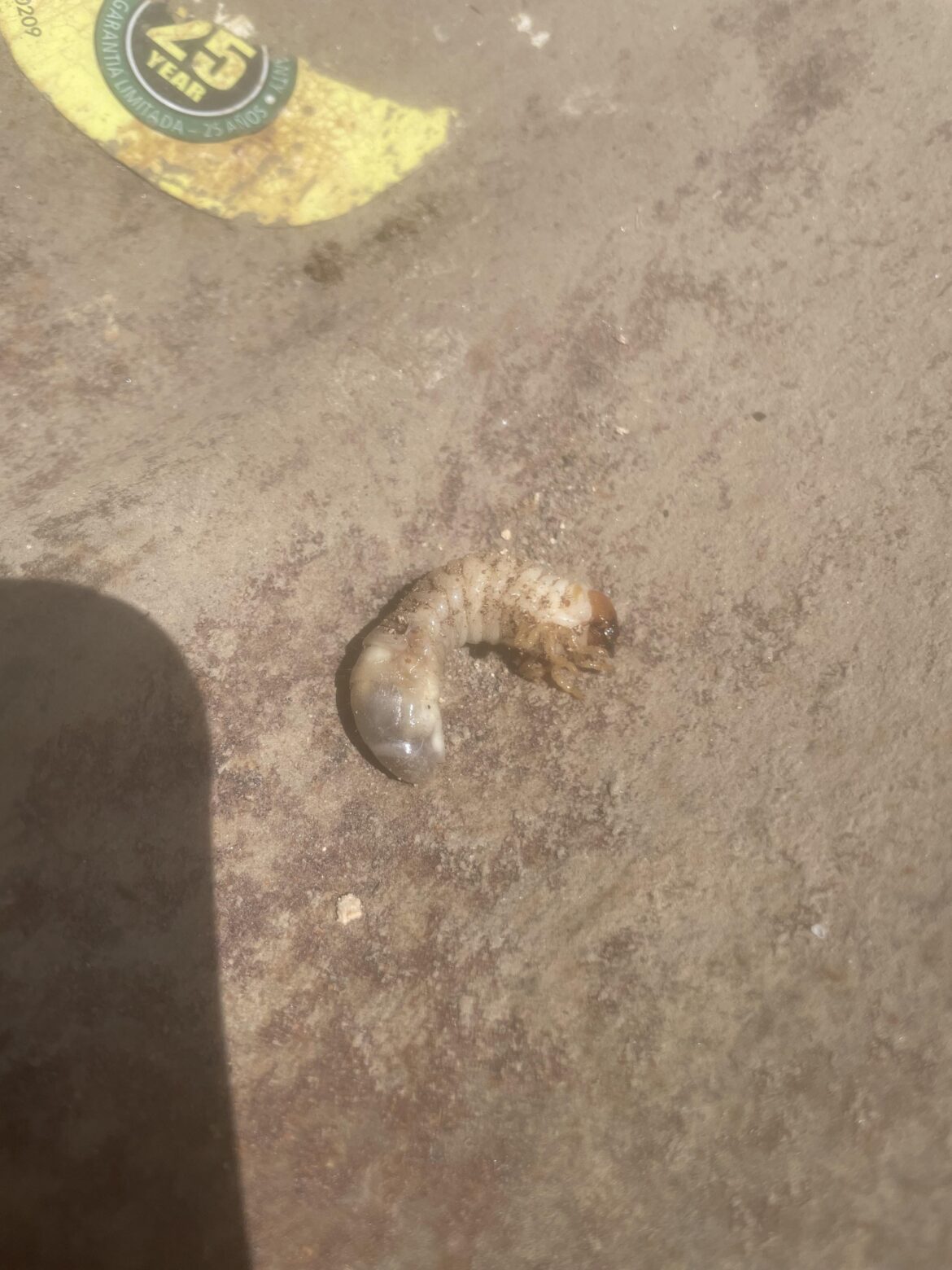 What is this?