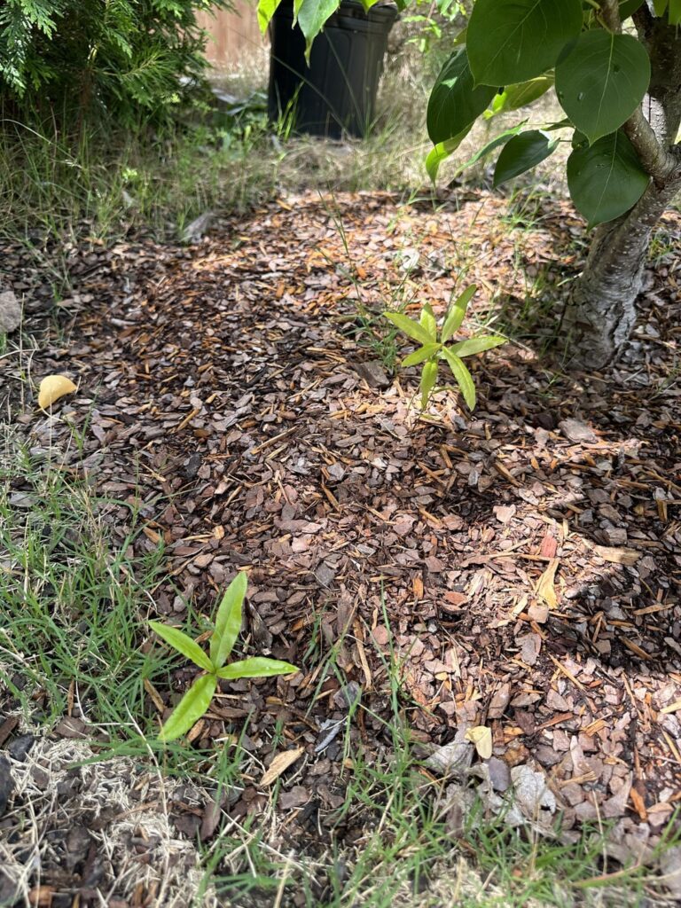 Tree seedling identification