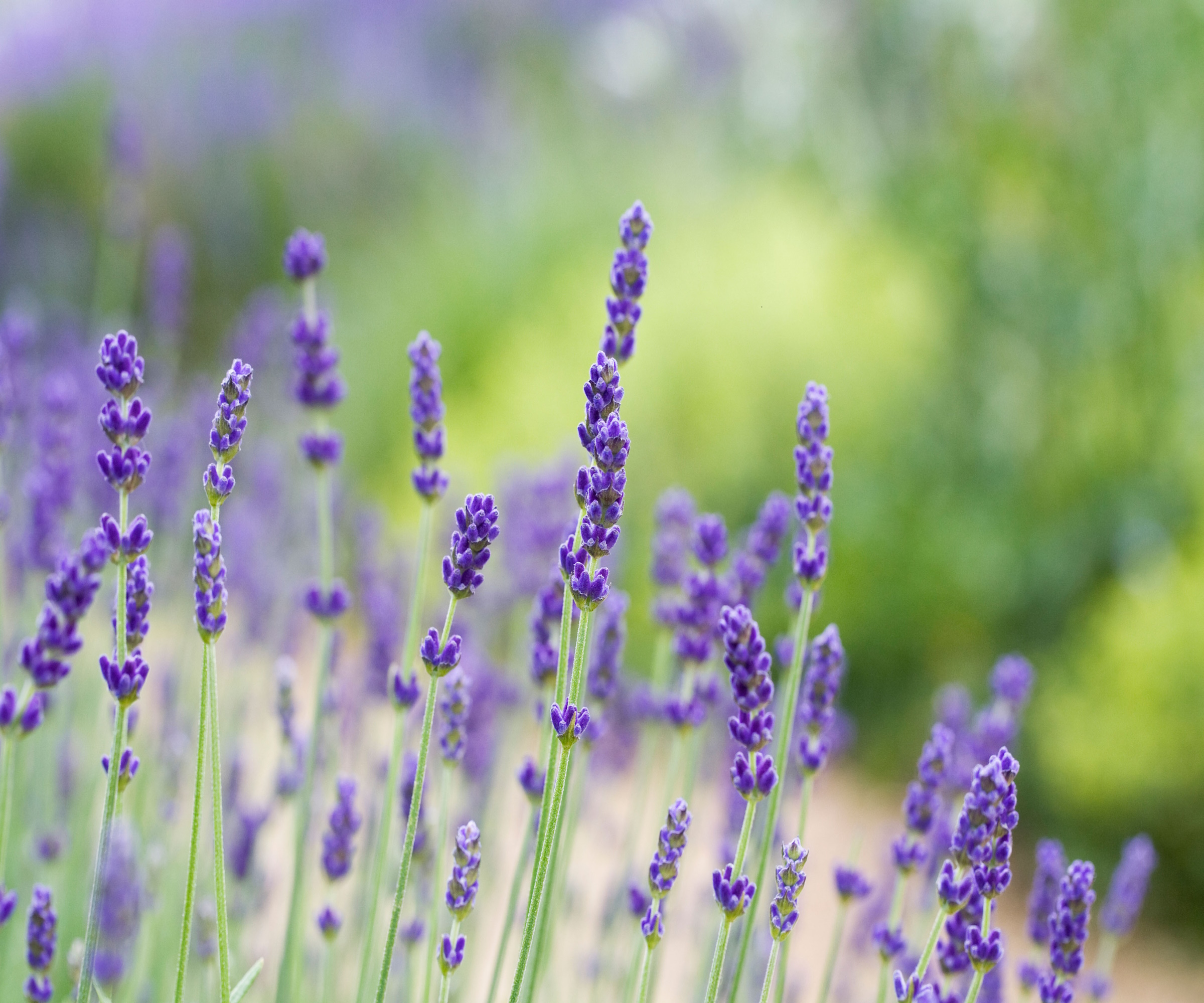 English lavender