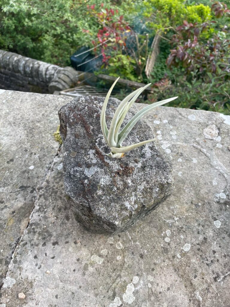 Tillandsia xiphioides