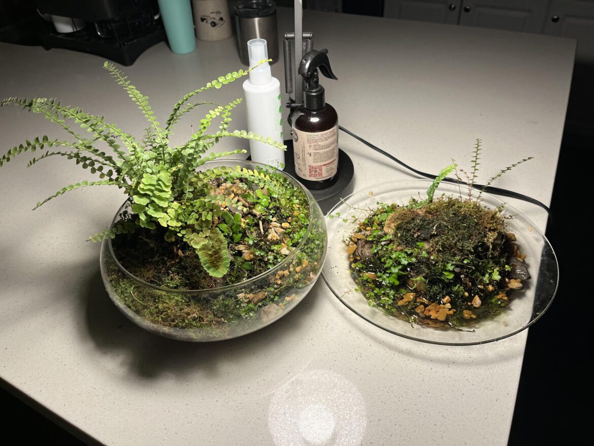 Moss-forward wabi-kusas.
