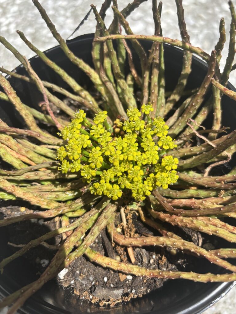 I got this crazy octopus at a local nursery & they just called it “the octopus”. My closest google id search is euphorbia flanniganii/ Medusa’s head? Any id help is appreciated