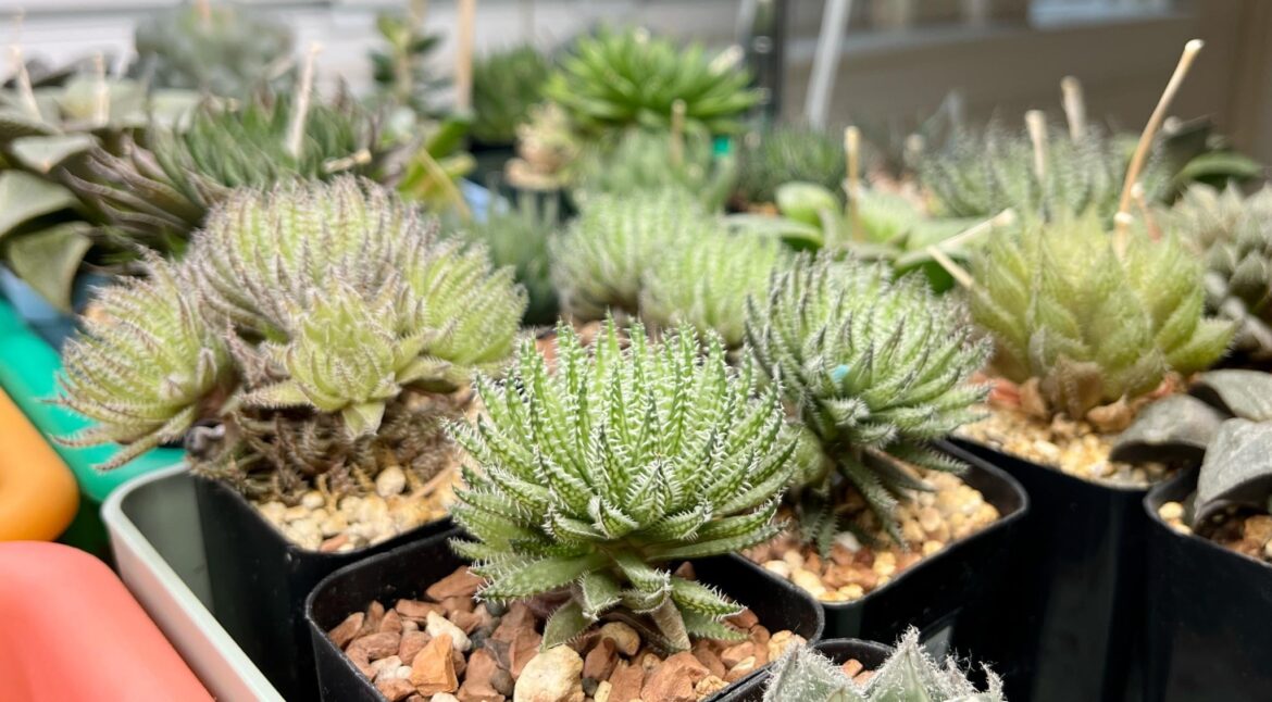 four pots of an herbacea Bosfontein, from a single head in September 2020