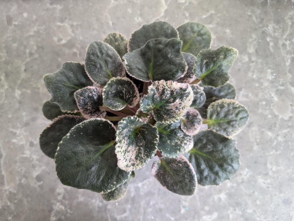 My plant needs pruning looking for advice on pruning