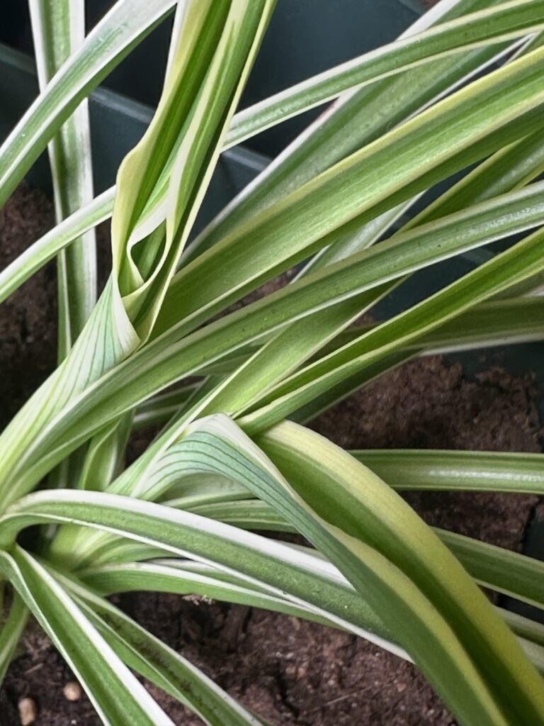 Is this normal for a spider plant? It’s a leafs growing in another