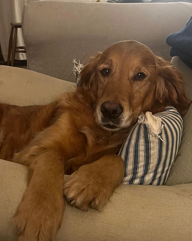 On Sunday, Don  posted a picture of his old dog Nellie on Instagra , who died last year, writing: ‘Nellie died a year ago today and I remember her not with sadness but gratitude for the way she enriched my life'