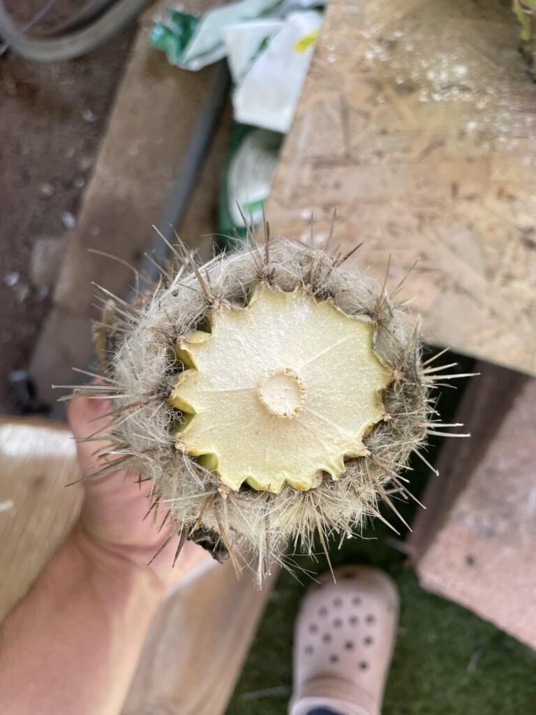 An experiment I haven’t see anyone try it or heard anyone do it but I wanna take a piece of this guy since the roots are meh and try grafting anyone have any success before attempting with this species?