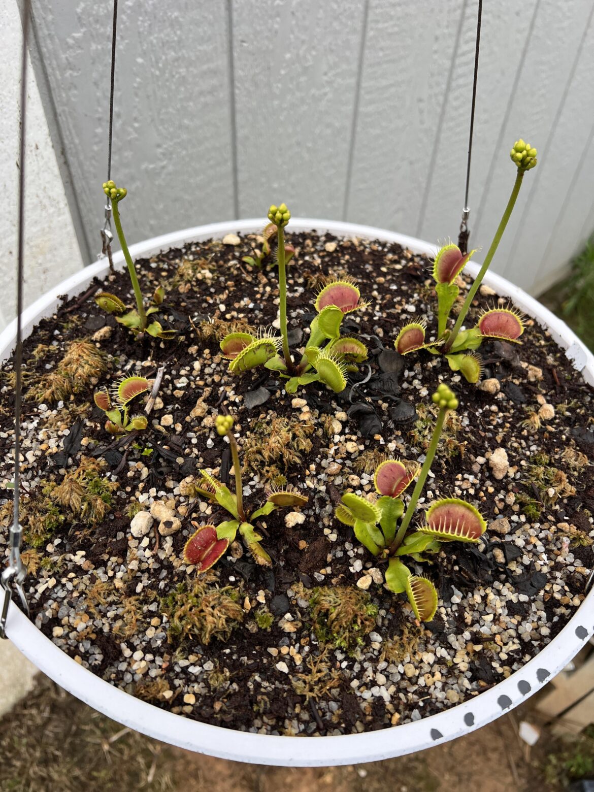 D. M. ‘B52’ Hanging Bog coming along nicely. 5/7 flowering!!!