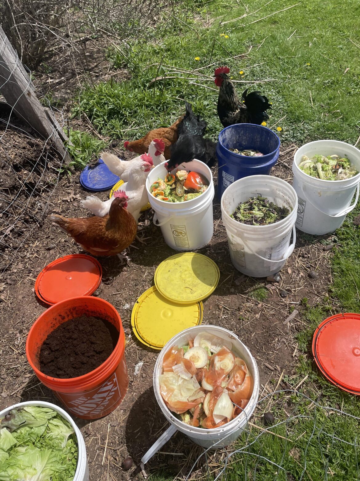 The chickens love our compost day